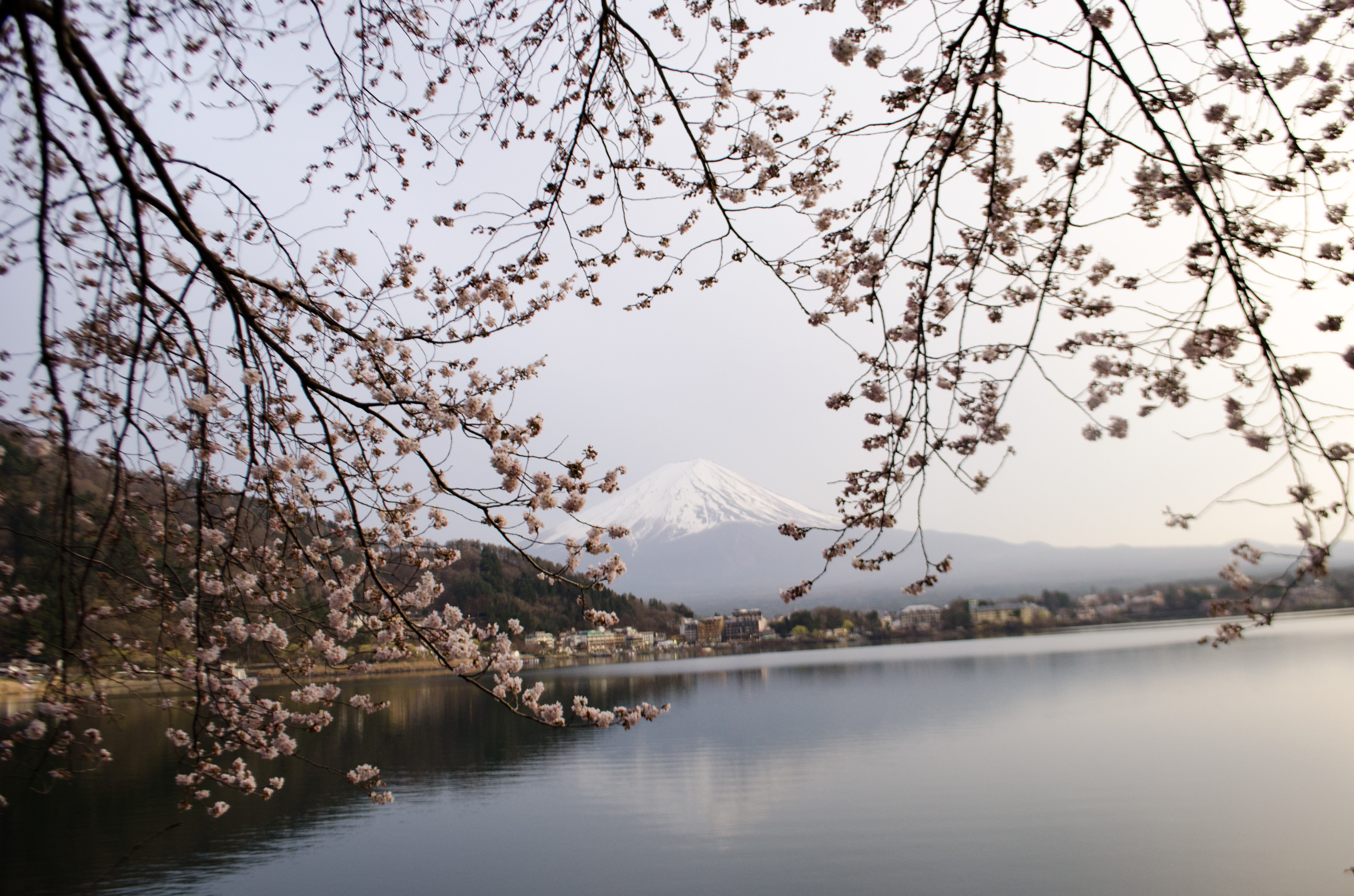 Cherry Blossom Season and the Japanese Pinkification